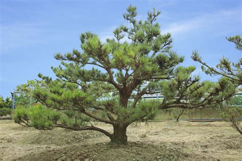 黑松樹風水